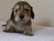 カニンヘンダックス　シューデットクリーム　男の子犬