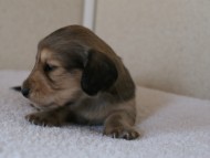 カニンヘンダックス　シューデットクリーム　男の子犬