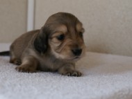 カニンヘンダックス　シューデットクリーム　男の子犬