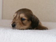 カニンヘンダックス　シューデットクリーム　男の子犬