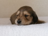 カニンヘンダックス　シューデットクリーム　男の子犬