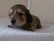 カニンヘンダックス　シューデットクリーム　男の子犬