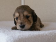 カニンヘンダックス　シューデットクリーム　男の子犬