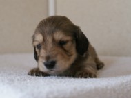 カニンヘンダックス　シューデットクリーム　男の子犬