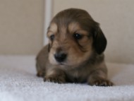 カニンヘンダックス　シューデットクリーム　男の子犬