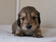 カニンヘンダックス　シューデットクリーム　男の子犬