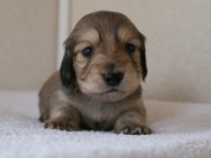 カニンヘンダックス　シューデットクリーム　男の子犬