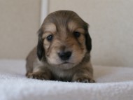 カニンヘンダックス　シューデットクリーム　男の子犬