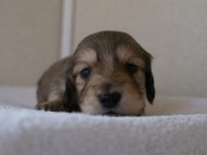 カニンヘンダックス　シューデットクリーム　男の子犬