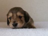 カニンヘンダックス　シューデットクリーム　男の子犬