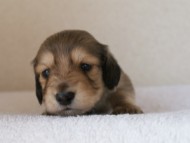 カニンヘンダックス　シューデットクリーム　男の子犬