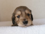 カニンヘンダックス　シューデットクリーム　男の子犬