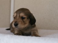 カニンヘンダックス　シューデットクリーム　男の子犬