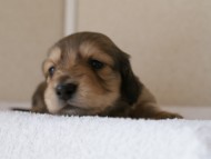 カニンヘンダックス　シューデットクリーム　男の子犬