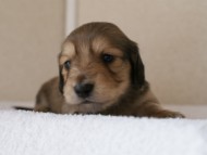 カニンヘンダックス　シューデットクリーム　男の子犬