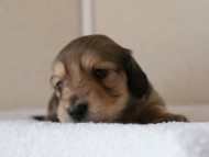 カニンヘンダックス　シューデットクリーム　男の子犬