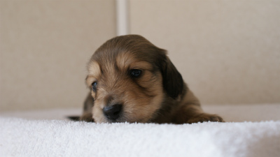 カニンヘンダックス シューデットクリーム 男の子犬 カニンヘンダックス シューデットクリーム 男の子犬