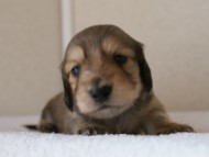 カニンヘンダックス　シューデットクリーム　男の子犬