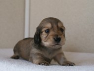 カニンヘンダックス　シューデットクリーム　男の子犬