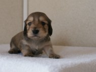 カニンヘンダックス　シューデットクリーム　男の子犬