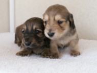 カニンヘンダックスフンド　シューデットクリーム　子犬の兄弟　写真保管庫