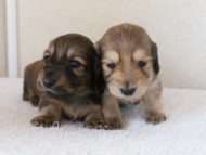 カニンヘンダックスフンド　シューデットクリーム　子犬の兄弟　写真保管庫