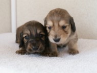 カニンヘンダックスフンド　シューデットクリーム　子犬の兄弟　写真保管庫