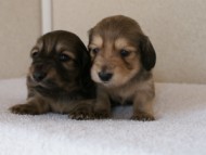 カニンヘンダックスフンド　シューデットクリーム　子犬の兄弟　写真保管庫