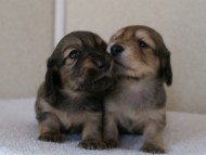カニンヘンダックスフンド　シューデットクリーム　子犬の兄弟　写真保管庫