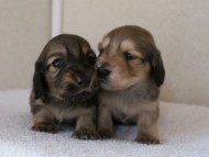 カニンヘンダックスフンド　シューデットクリーム　子犬の兄弟　写真保管庫