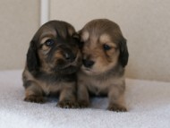 カニンヘンダックスフンド　シューデットクリーム　子犬の兄弟　写真保管庫