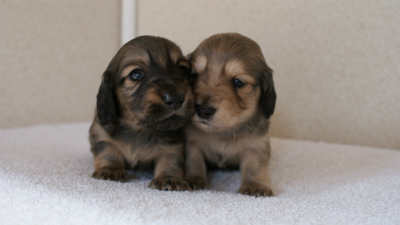 カニンヘンダックスフンド シューデットクリーム 子犬の兄弟 写真保管庫 カニンヘンダックスフンド シューデットクリーム 子犬の兄弟 写真保管庫