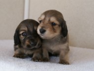 カニンヘンダックスフンド　シューデットクリーム　子犬の兄弟　写真保管庫