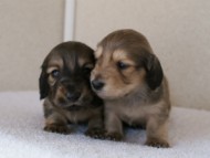 カニンヘンダックスフンド　シューデットクリーム　子犬の兄弟　写真保管庫