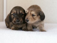 カニンヘンダックスフンド　シューデットクリーム　子犬の兄弟　写真保管庫