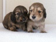 カニンヘンダックスフンド　シューデットクリーム　子犬の兄弟　写真保管庫