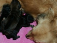 カニンヘンダックス シューデットクリーム カニンヘンダックス シューデットクリーム