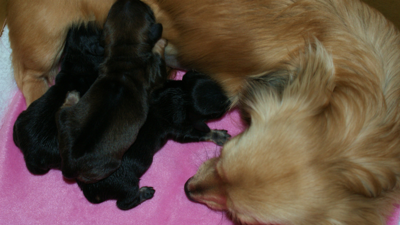カニンヘンダックス シューデットクリーム カニンヘンダックス シューデットクリーム