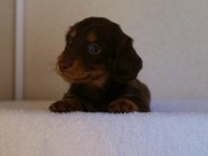 カニンヘンダックス　チョコ＆タン　オーナーさん募集中