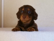 カニンヘンダックス　チョコ＆タン　オーナー募集中