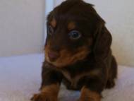 2011.12.22生まれ　チョコ＆タン　男の子（オーナーさん募集中です）