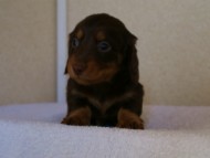 カニンヘンダックス　チョコ＆タン　男の子（オーナーさん募集中）