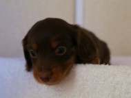 カニンヘンダックス　チョコ＆タン　ナイル君