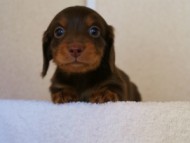 カニンヘンダックス　チョコタン　男の子