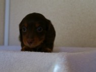 カニンヘンダックス　チョコタン　男の子