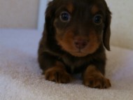 カニンヘンダックス　チョコ＆タン　男の子