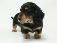 ミニチュアダックス 子犬 ブラック&クリーム 男の子 エドの赤ちゃん 11/14生まれ ミニチュアダックス 子犬 ブラック&クリーム 男の子 エドの赤ちゃん 11/14生まれ