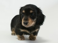 ミニチュアダックス 子犬 ブラック&クリーム 男の子 エドの赤ちゃん 11/14生まれ ミニチュアダックス 子犬 ブラック&クリーム 男の子 エドの赤ちゃん 11/14生まれ