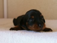 カニンヘンダックス　ブラック＆タン　女の子