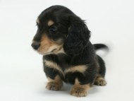 ミニチュアダックス 子犬 ブラック＆クリーム 男の子 エドの赤ちゃん 11/14生まれ